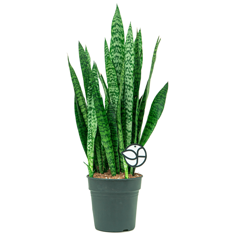 Sansevieria Zeylanica 