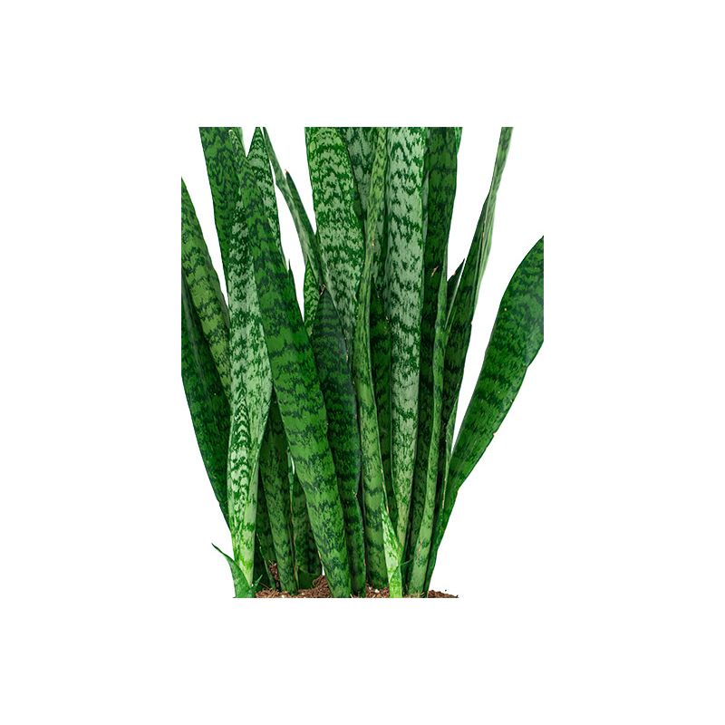 Sansevieria zeylanica in Vibes antraciet