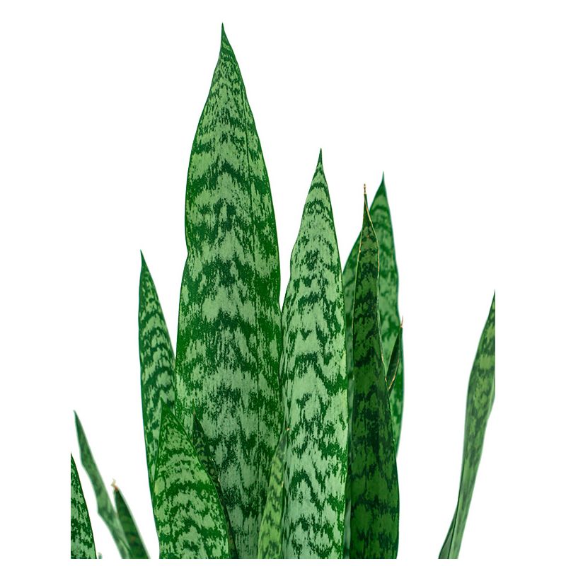 Sansevieria zeylanica in Vibes antraciet