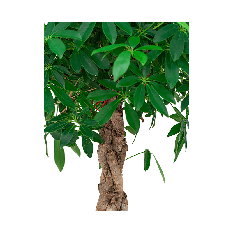 Schefflera Arboricola gevlochten stam