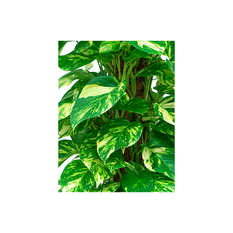 Scindapsus Aureum mosstok