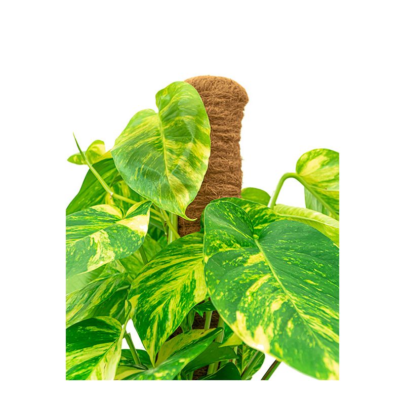 Scindapsus Aureum in Vibes wit