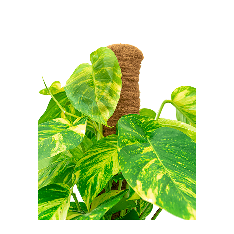 Scindapsus Aureum mosstok