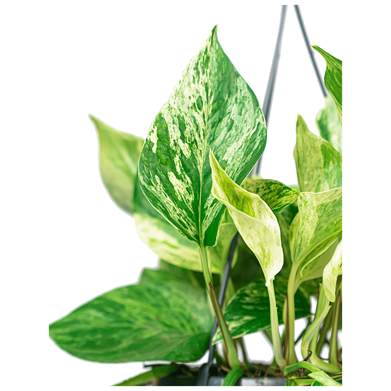 Scindapsus Marble Queen XXL