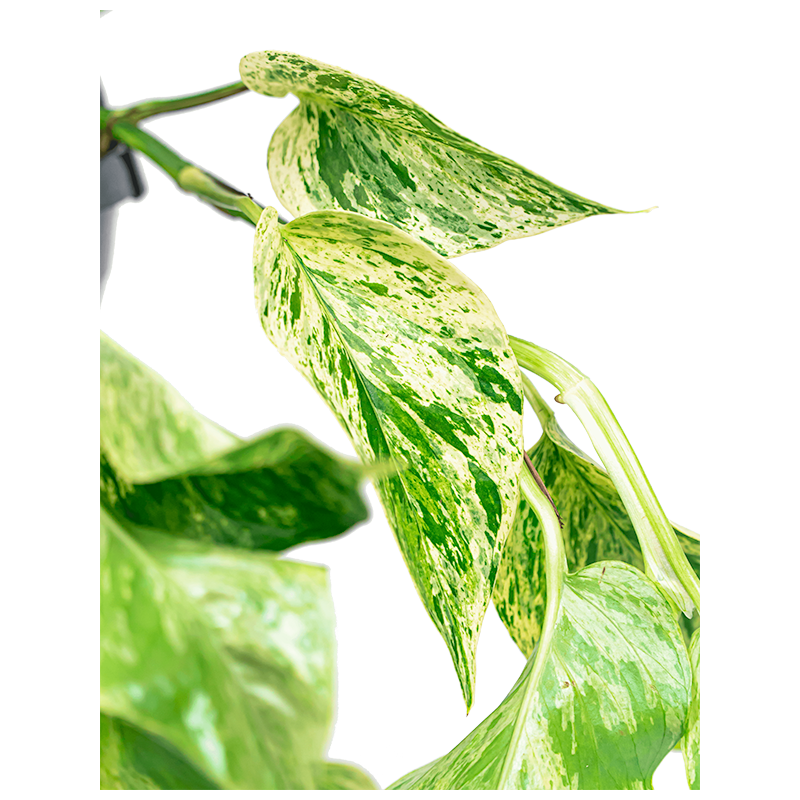 Scindapsus Marble Queen