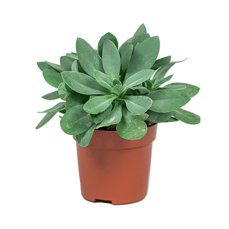 Senecio Cephalophorus 