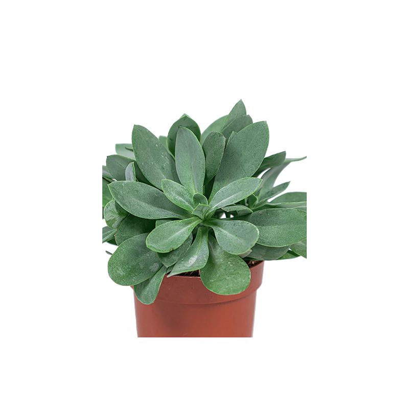 Senecio Cephalophorus 