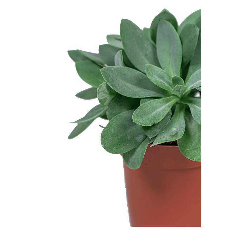 Senecio Cephalophorus 