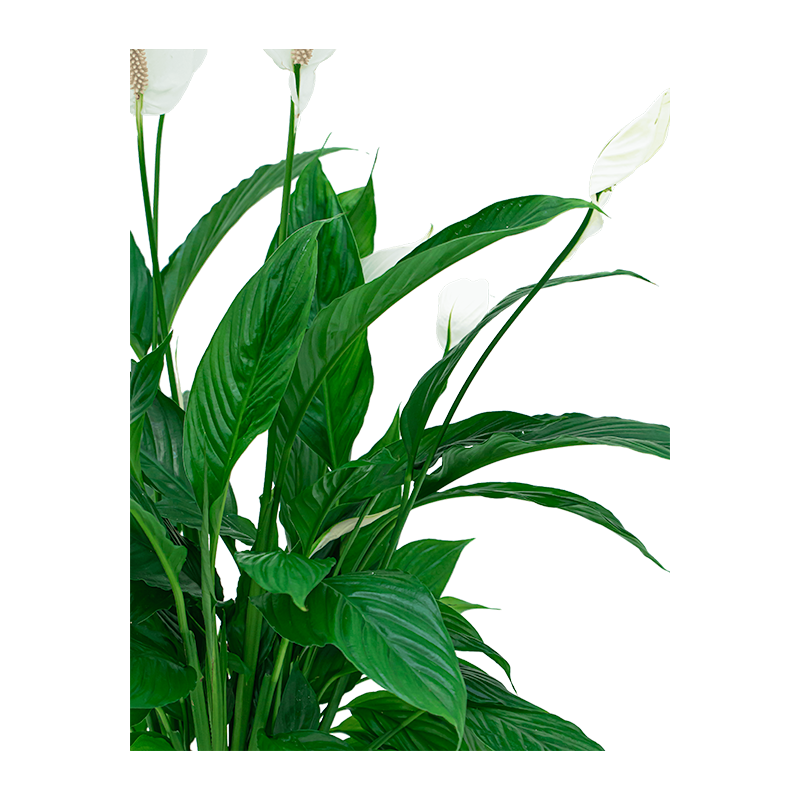 Spathiphyllum in Metallic Partner coffee