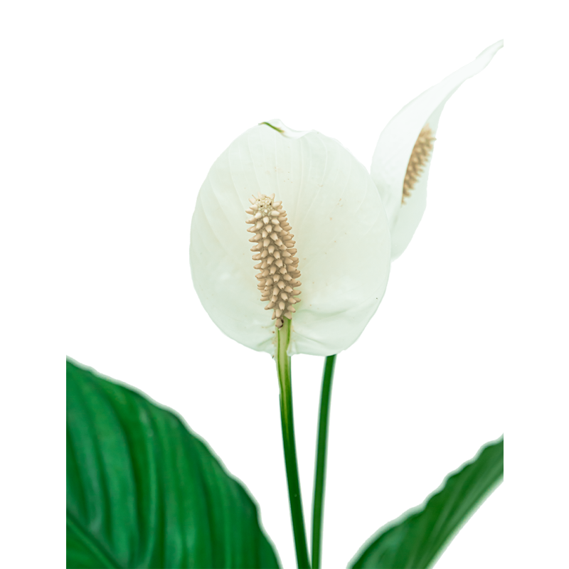Spathiphyllum in watergevende Classico rood