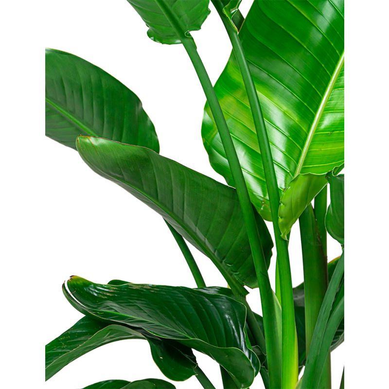 Strelitzia Nicolai in Nature Row Egg Planter zwart