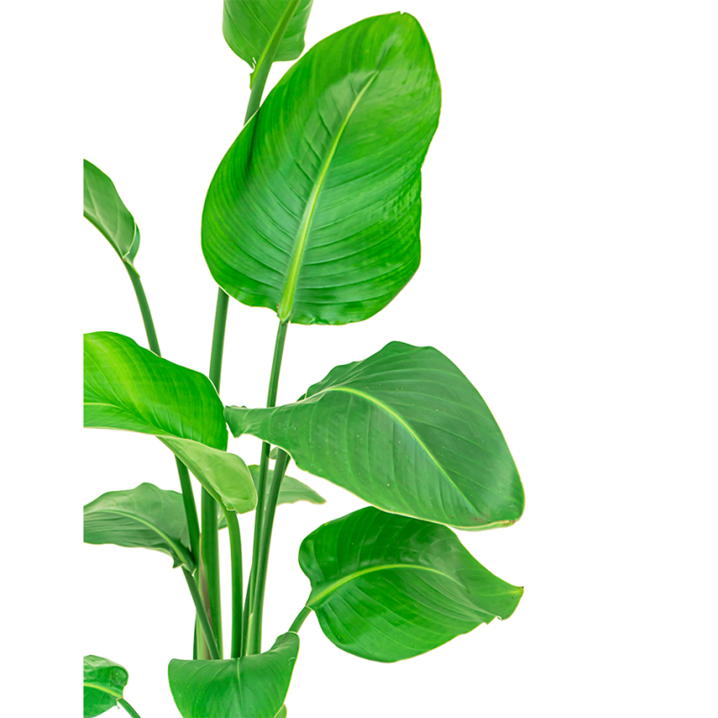 Strelitzia Nicolai in Gouden pot