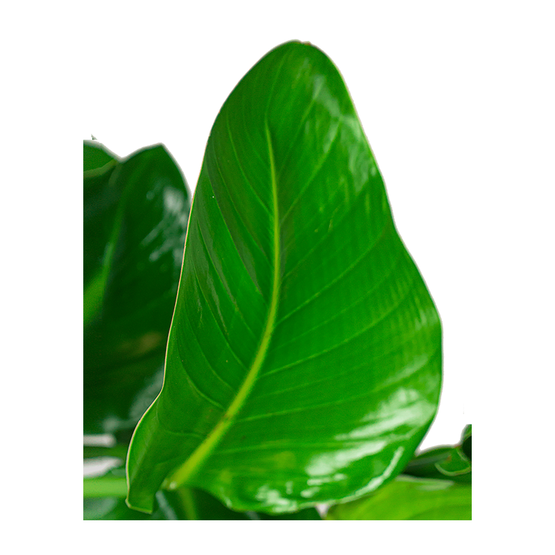 Strelitzia Nicolai in Vibes blauw