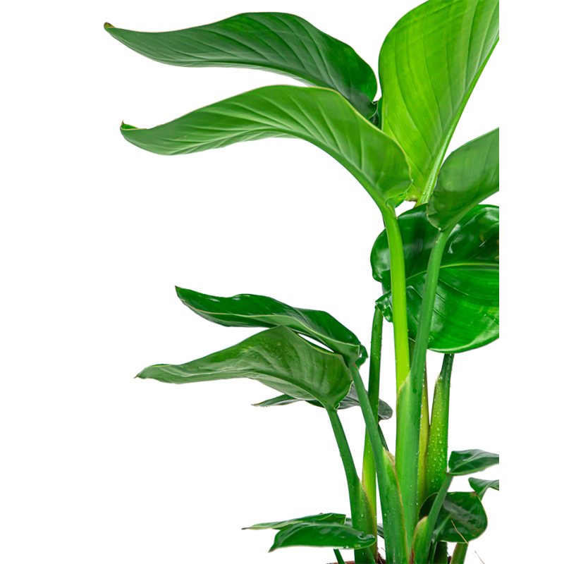 Strelitzia Nicolai in Vibes blauw