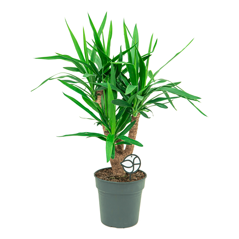 Yucca elephantipes vertakt