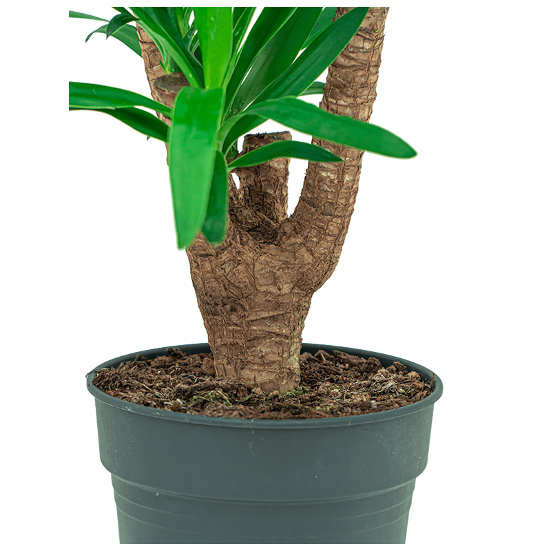 Yucca elephantipes vertakt