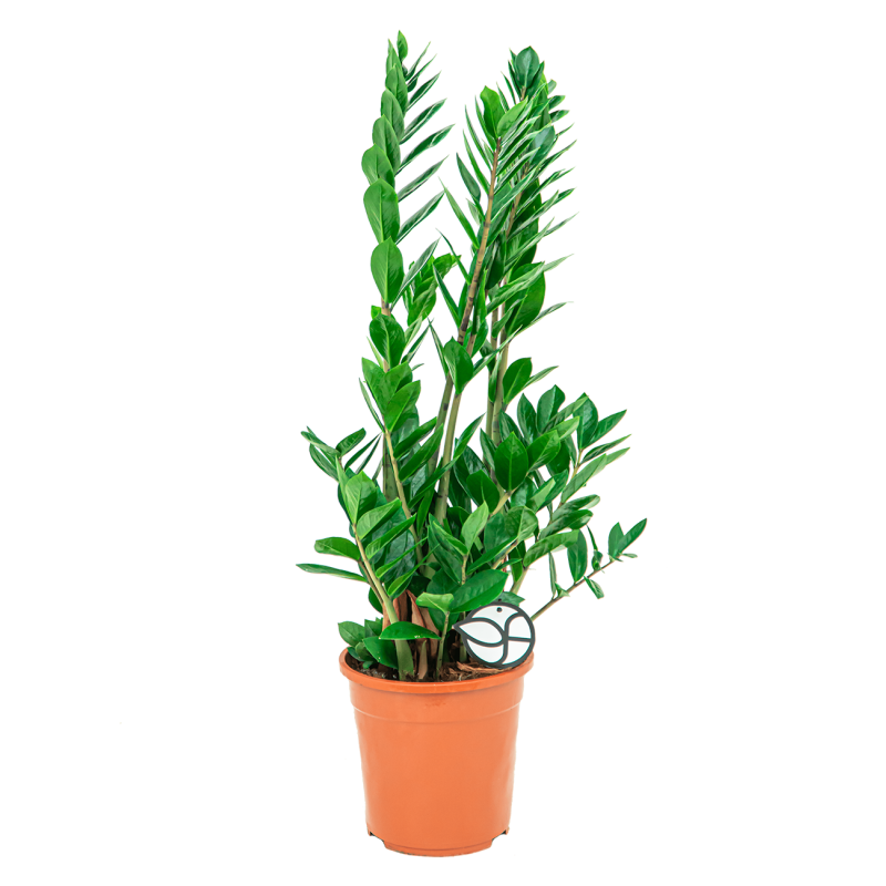 Zamioculcas Zamiifolia 