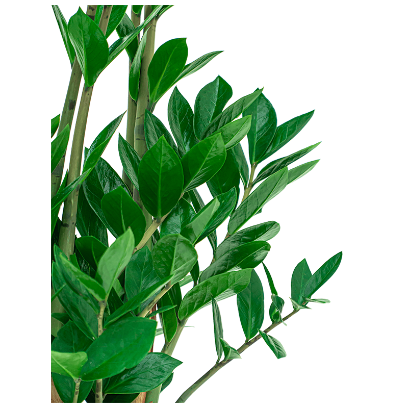 Zamioculcas Zamiifolia