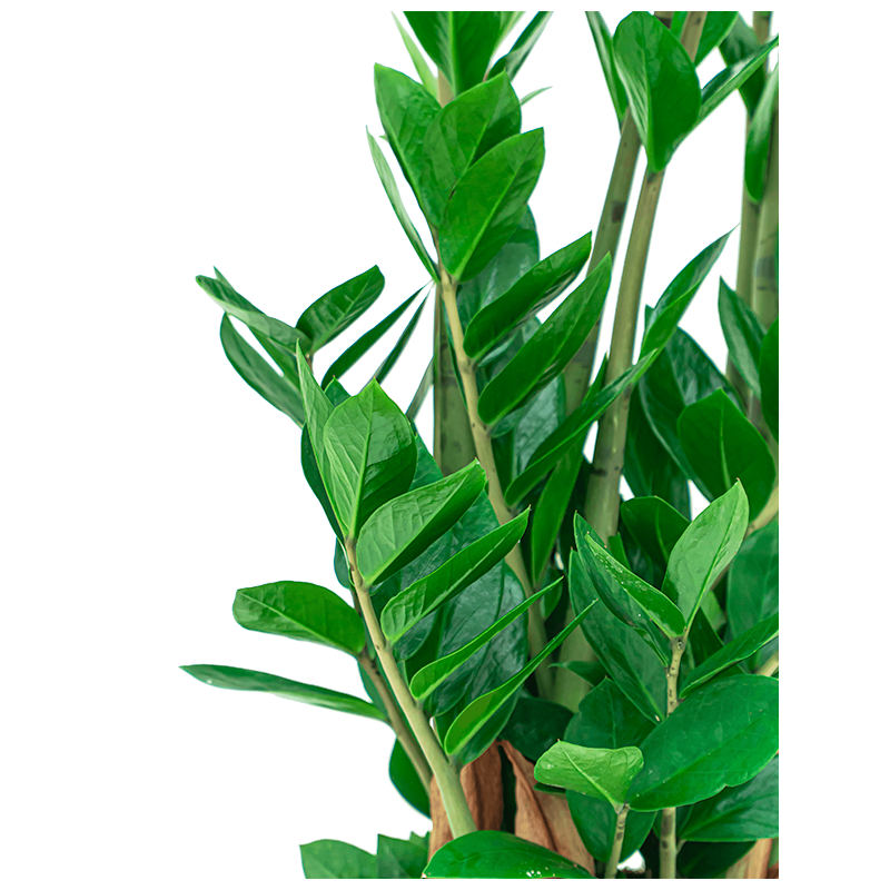 Zamioculcas Zamiifolia