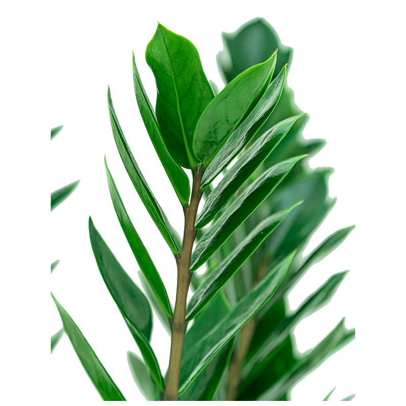 Zamioculcas Zamiifolia