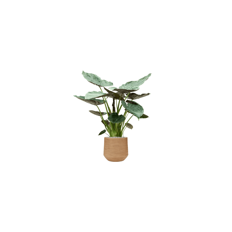 Alocasia wentii 