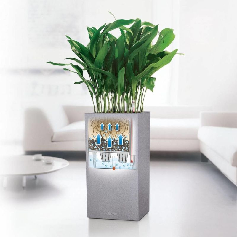 Sansevieria Laurentii in watergevende Cubico zilver