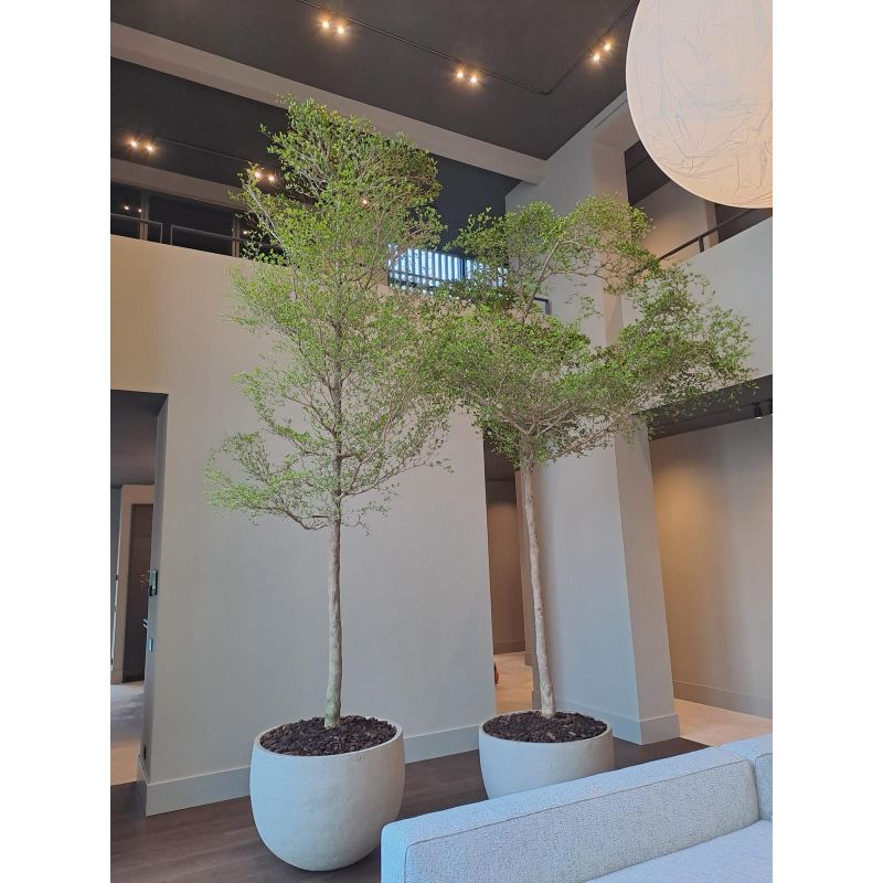 Bucida buceras Shady Lady