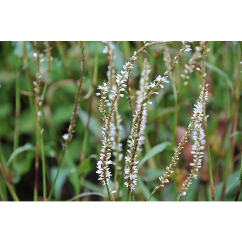 Persicaria amplex. 'White Eastfield'