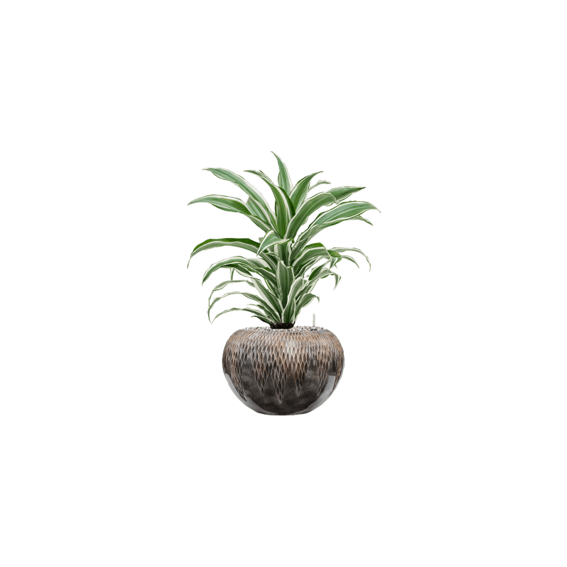 Dracaena White Jewel