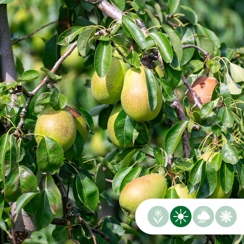 Pyrus Gieser Wildeman - leiboom laagstam