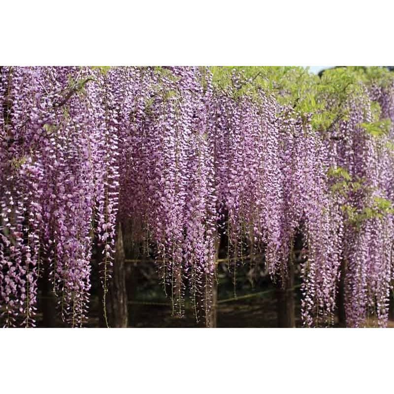 Wisteria floribunda 'Rosea'