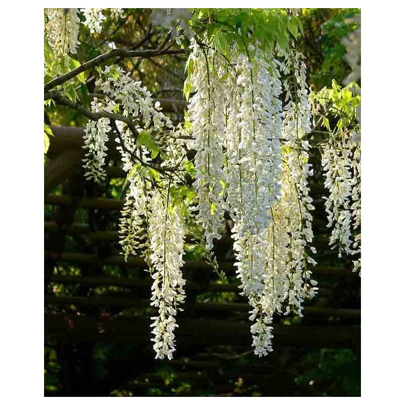 Wisteria floribunda 'Alba'