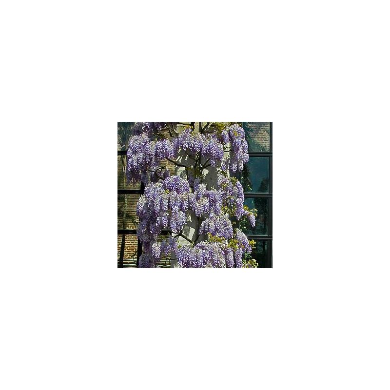 Wisteria Prolific