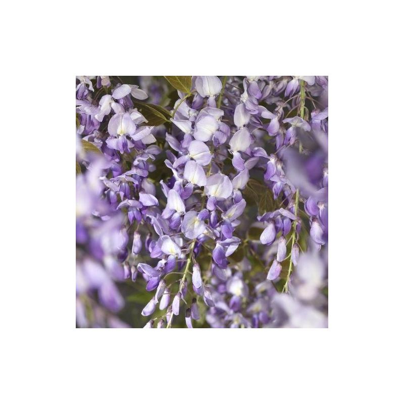 Wisteria Sinensis - dakboom