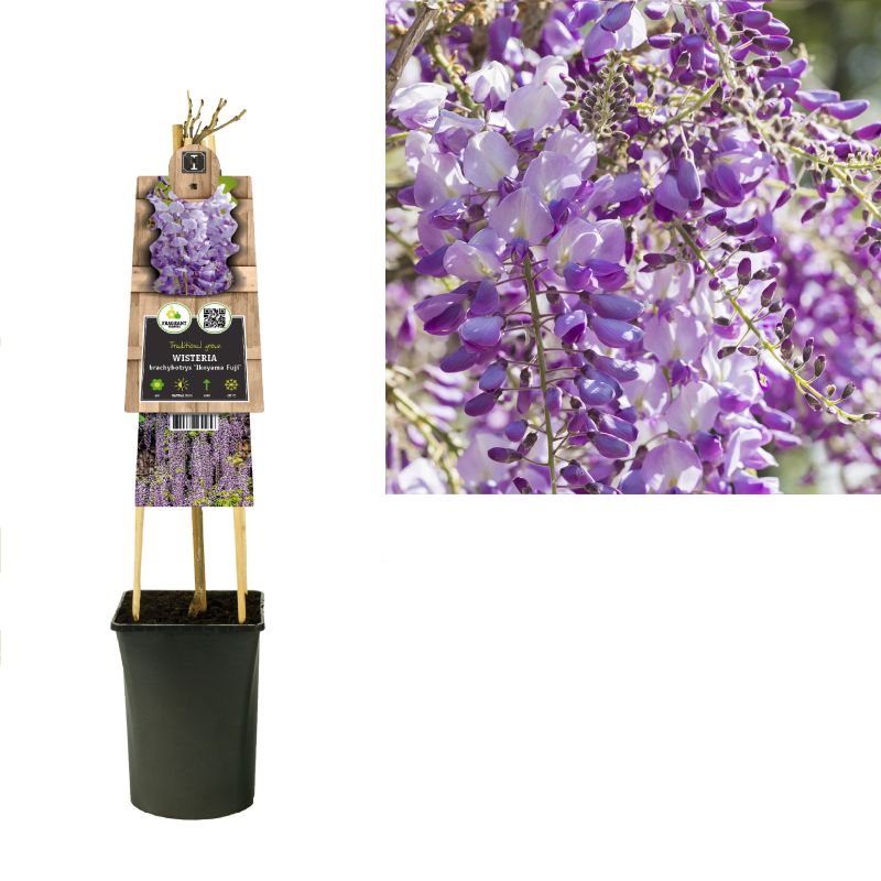 Wisteria Ikoyama Fuji