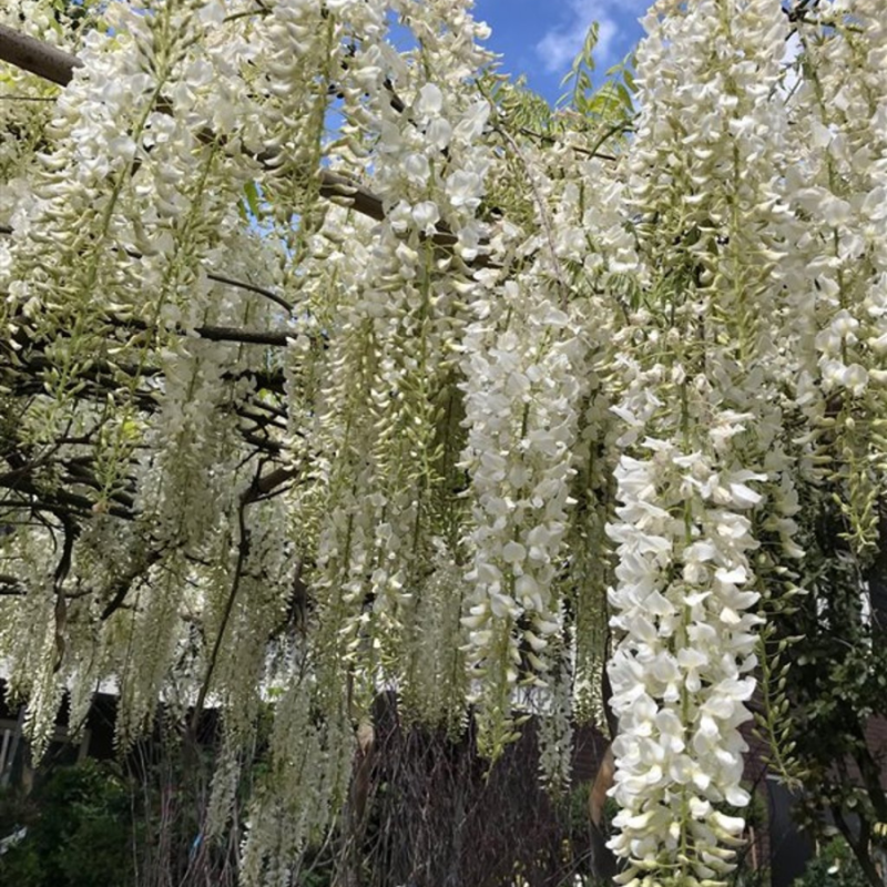 Wisteria Longissima Alba