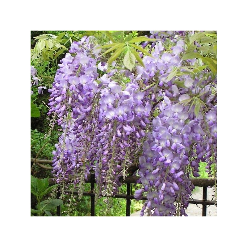 Wisteria Sinensis - dakboom