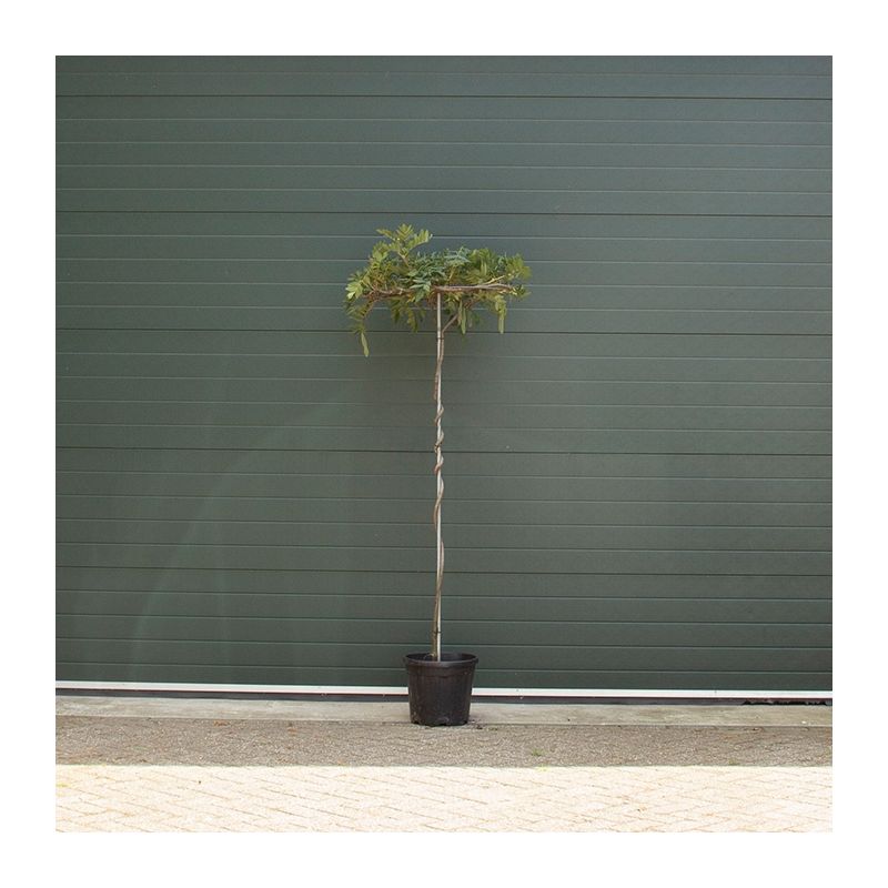 Wisteria Sinensis - dakboom