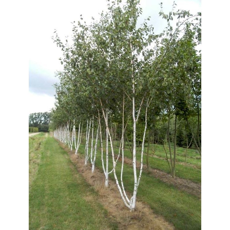 Betula Utilis - meerstammig