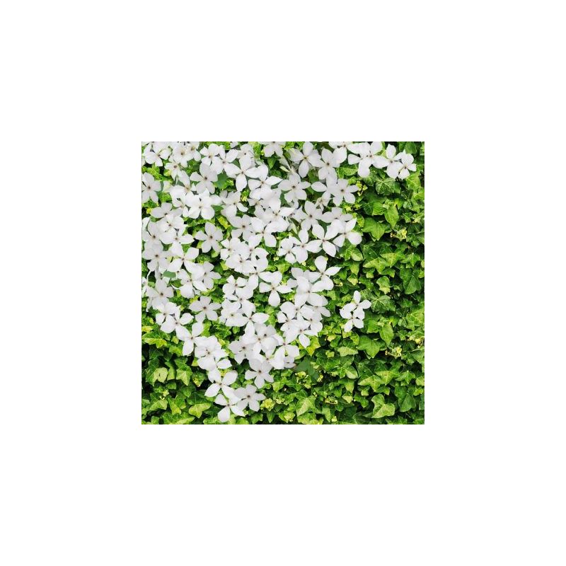 1 meter privacy met Clematis Mayleen