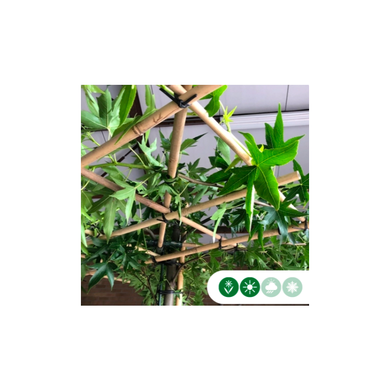 Liquidambar Worplesdon