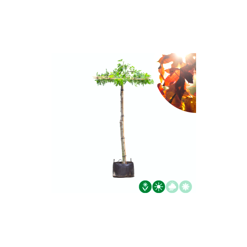 Liquidambar Worplesdon