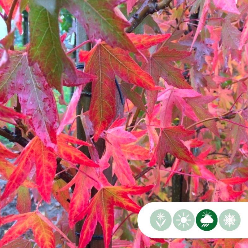 Liquidambar Worplesdon - leiboom laagstam