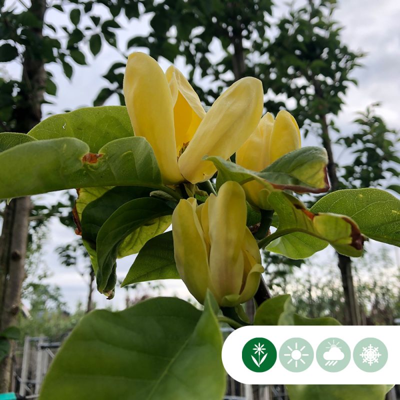 Magnolia Yellow Bird