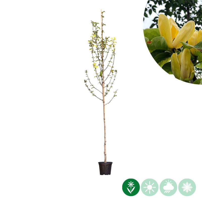 Magnolia Yellow Bird