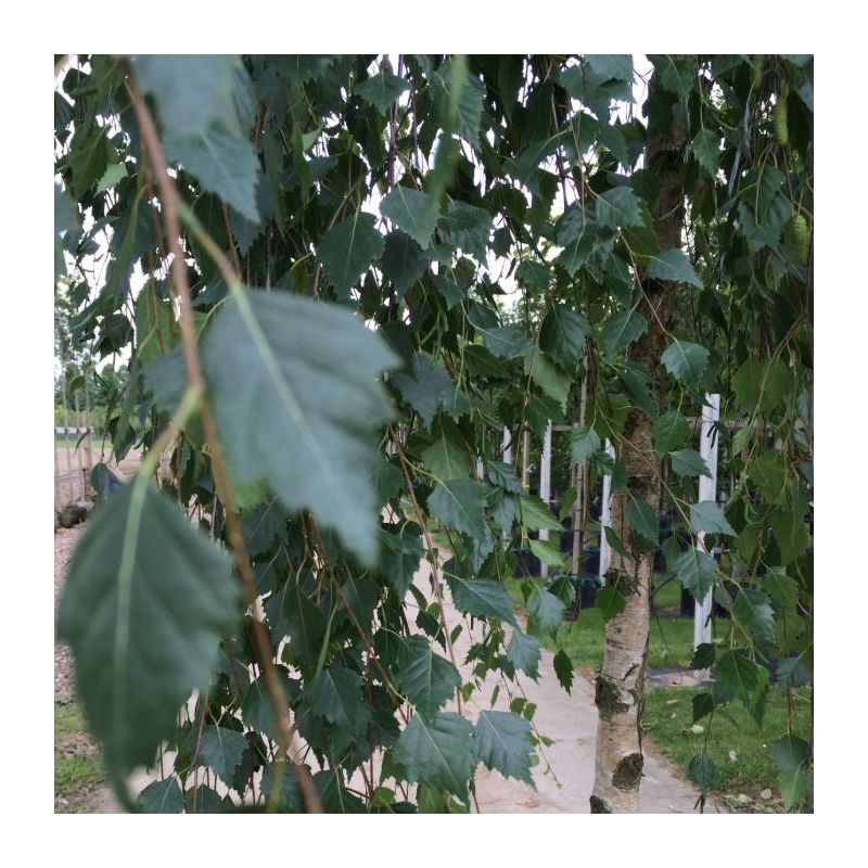 Betula Youngii