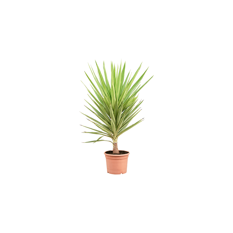Yucca elephantipes Jewel