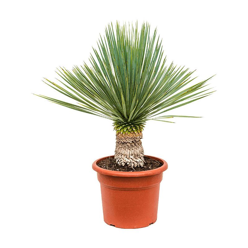 Yucca Rostrata 