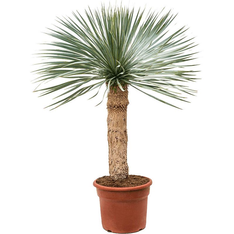 Yucca Rostrata 