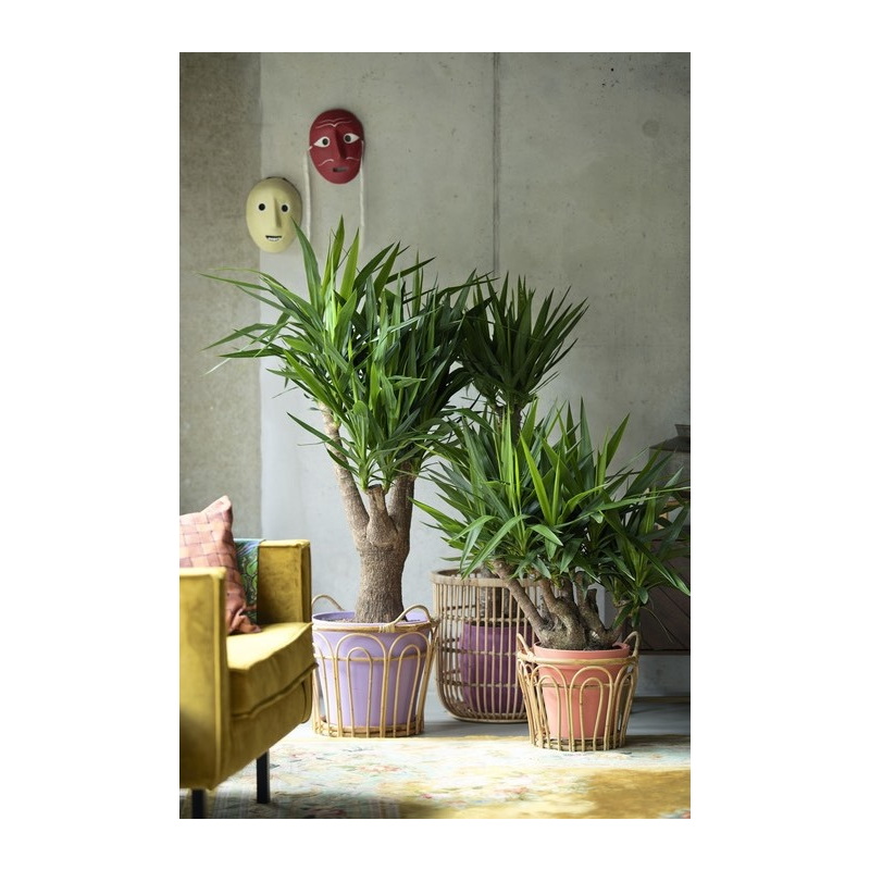Yucca elephantipes vertakt